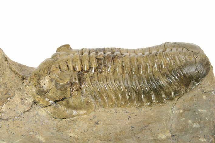 Morocconites Trilobite With Leonaspis - Ofaten, Morocco #232705